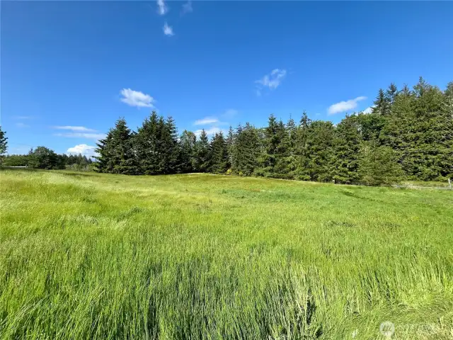 Open field with tall grass—versatile land for livestock, recreation, or hobby farming.