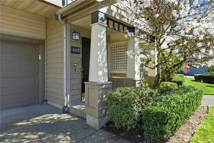 Beautiful blooming Star Magnolia (Magnolia stellata) at the front door entrance.
