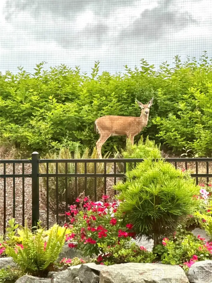 Wildlife watching from the comfort of your home!