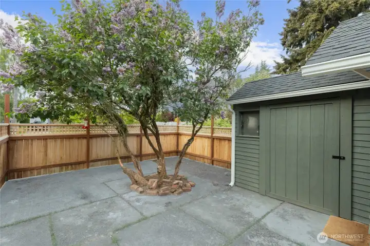 Storage shed next to apple tree. Storage shed next to apple tree.