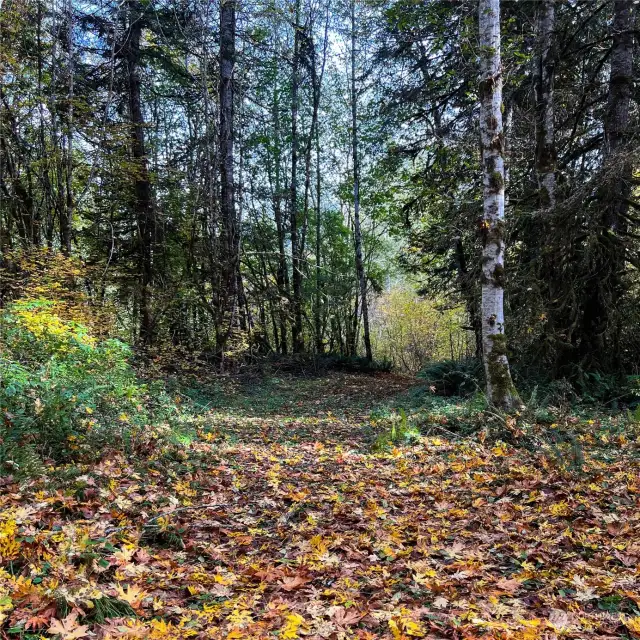 Gravel under leaves.