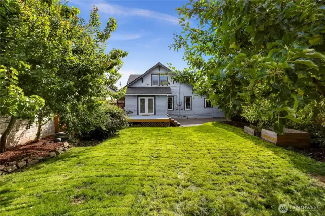Large and private backyard with mature fruit trees