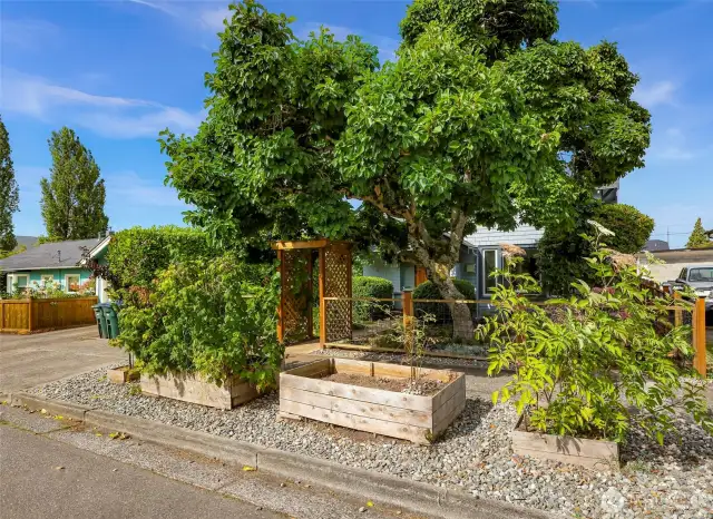 Established garden boxes ready for you