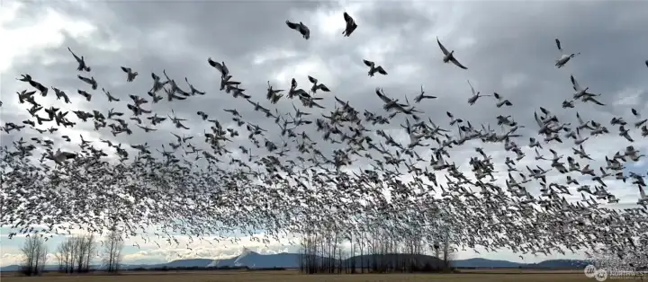 Huge flocks of snow geese visit local fields in the winter