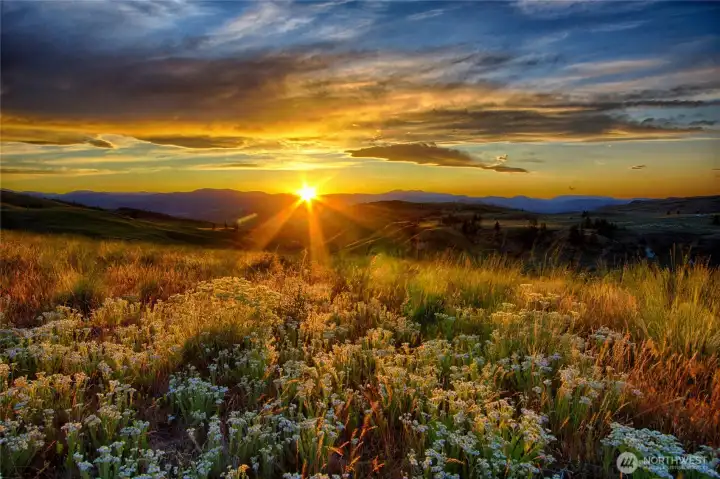 Wildflowers and sunrays.