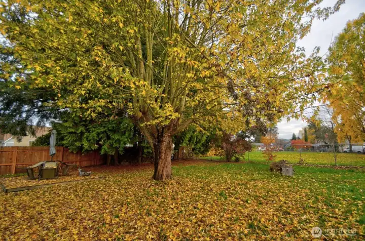 Nice big backyard with open space behind it.