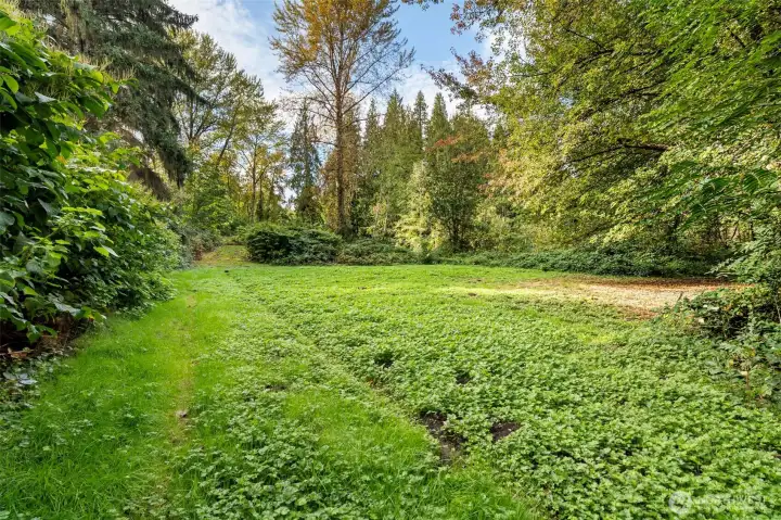 Backyard pasture