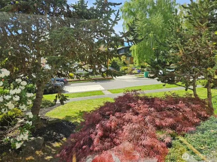 View from Living Room Window