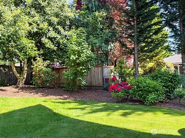 Backyard of the home