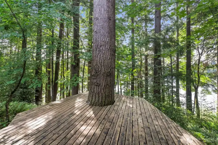 Nature lovers dream - this deck built around a massive tree