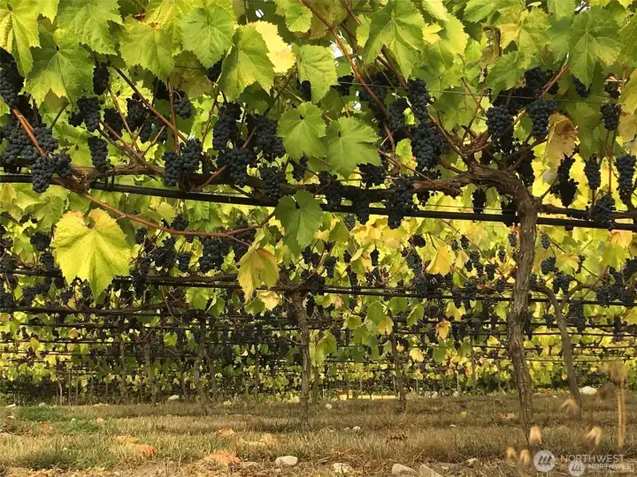 Grape laden vines just before harvest