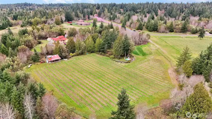 Vineyards, winery, residences and concert stage