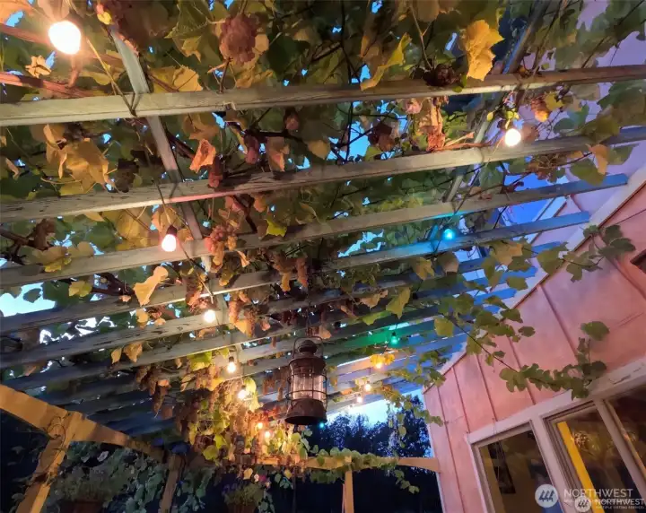 Porch/vine trellis off main residence living room