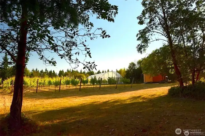Upper vineyard, polly tunnel greenhouse and storage shed