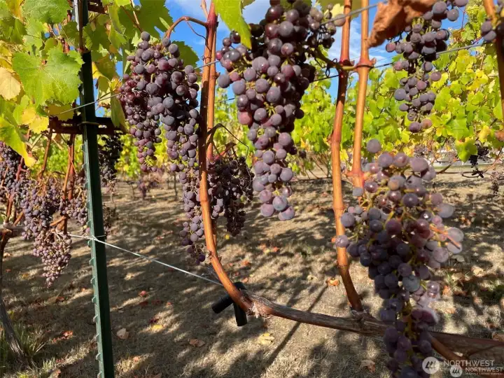 Dolcetto grapes ready for harvest