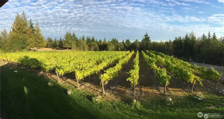 Vines in leaf