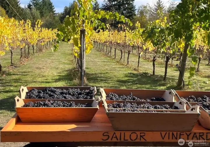 Harvest time - picking directly from the vineyard to press