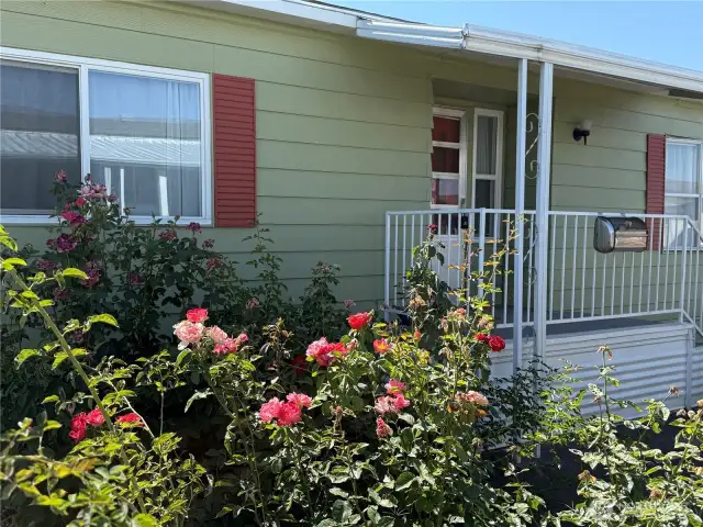Beautiful Roses in the garden