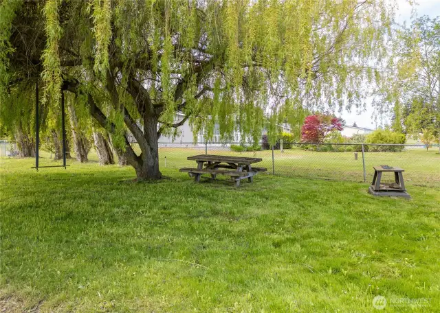 beautiful Willow Tree