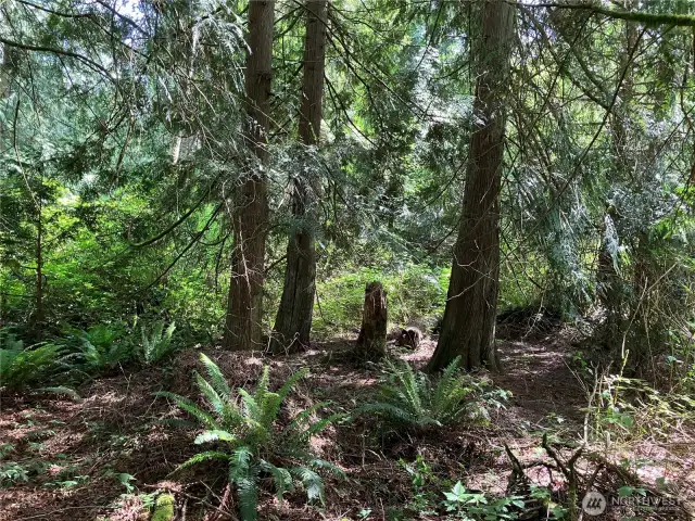 Sample of trees on lot