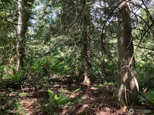 Sample of trees on lot