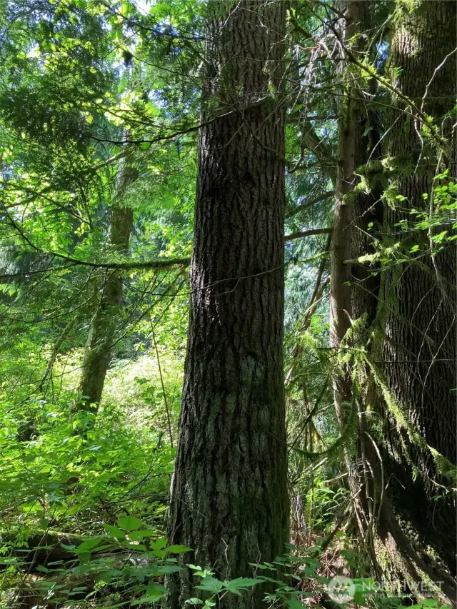 Sample of trees on lot