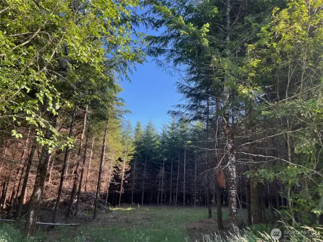 lots of timber