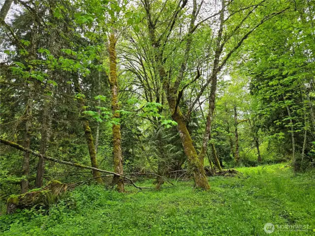 20 beautiful acres with seasonal Creek