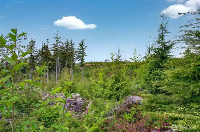View looking North on West side of property