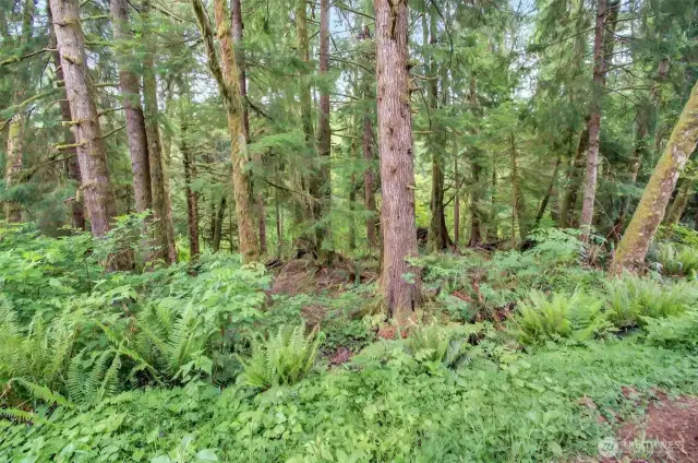 Stand on the bank of Dell Creek