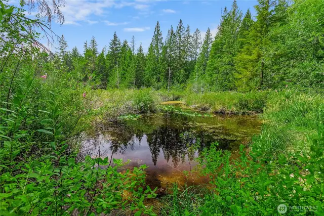 Pond area