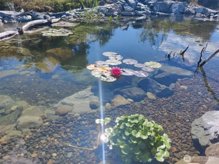 Pond