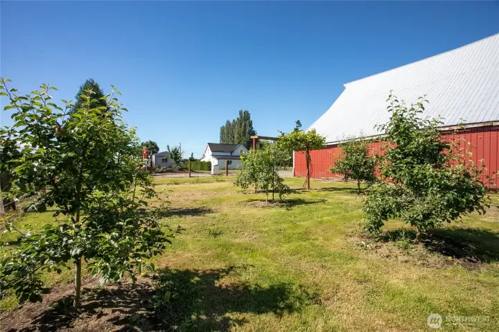Fruit trees Fruit trees