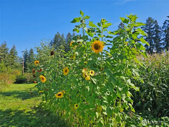Last years sunflowers