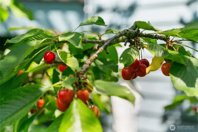 Cherry tree