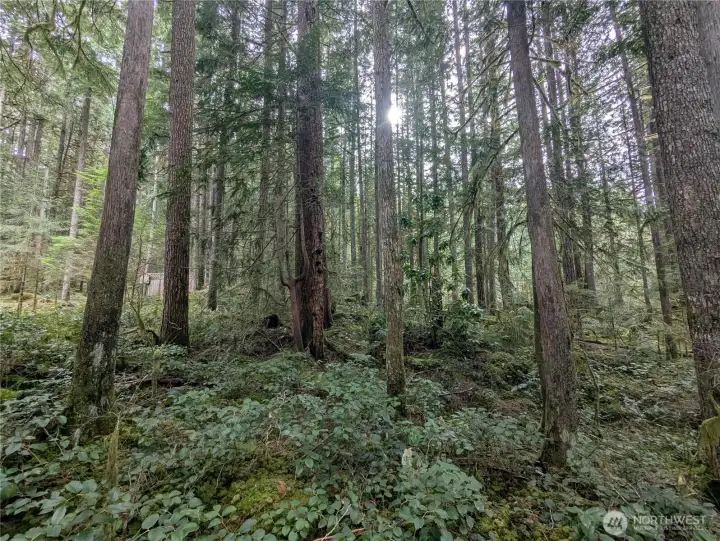 Sparce Trees allowing great central site