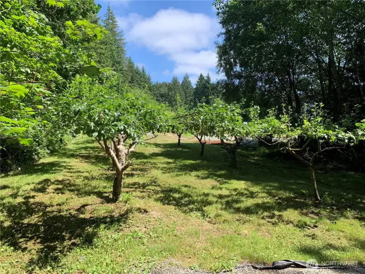 Large variety of apples in the orchard