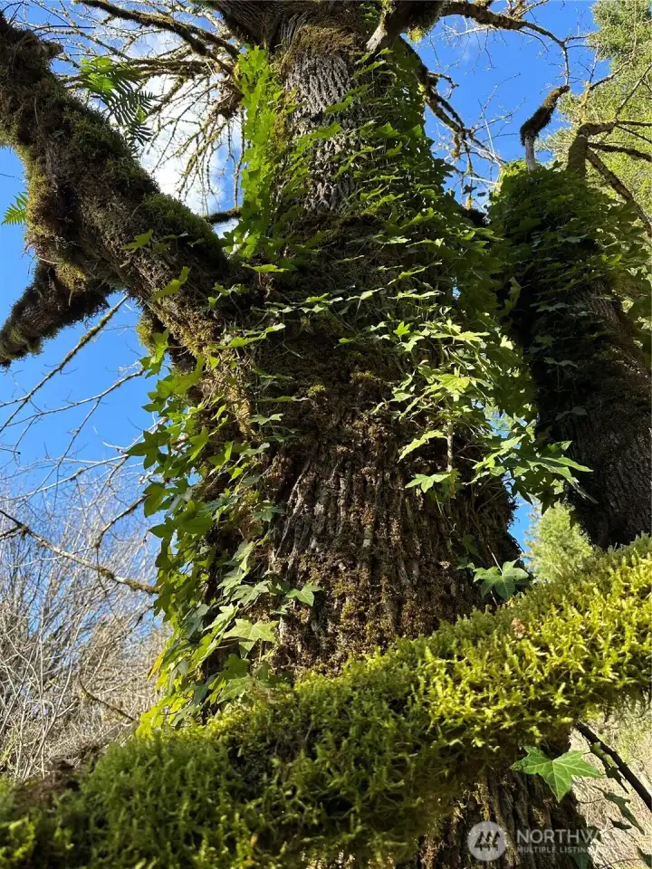 Old-growth maple to tap