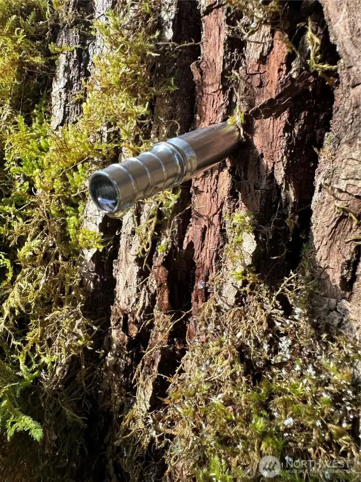 Tapping to make syrup & maple candy