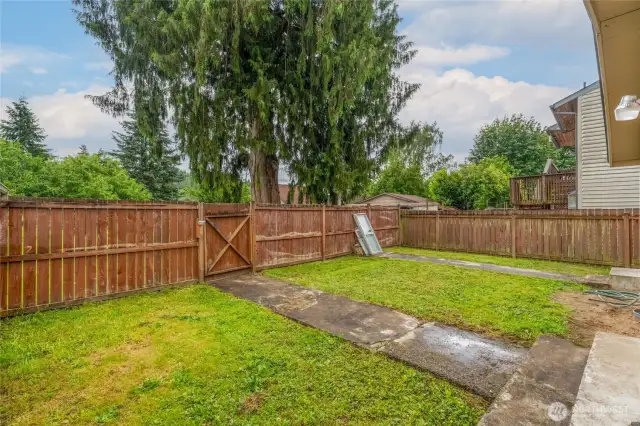 Back yard