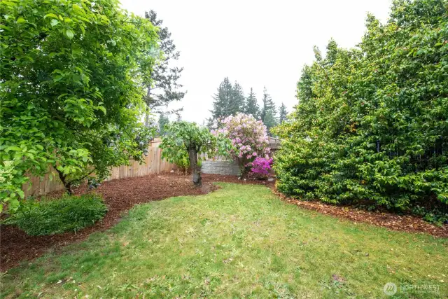 East corner with Flowering Cherries, Rhodies, lilac, and an old growth Camilla.
