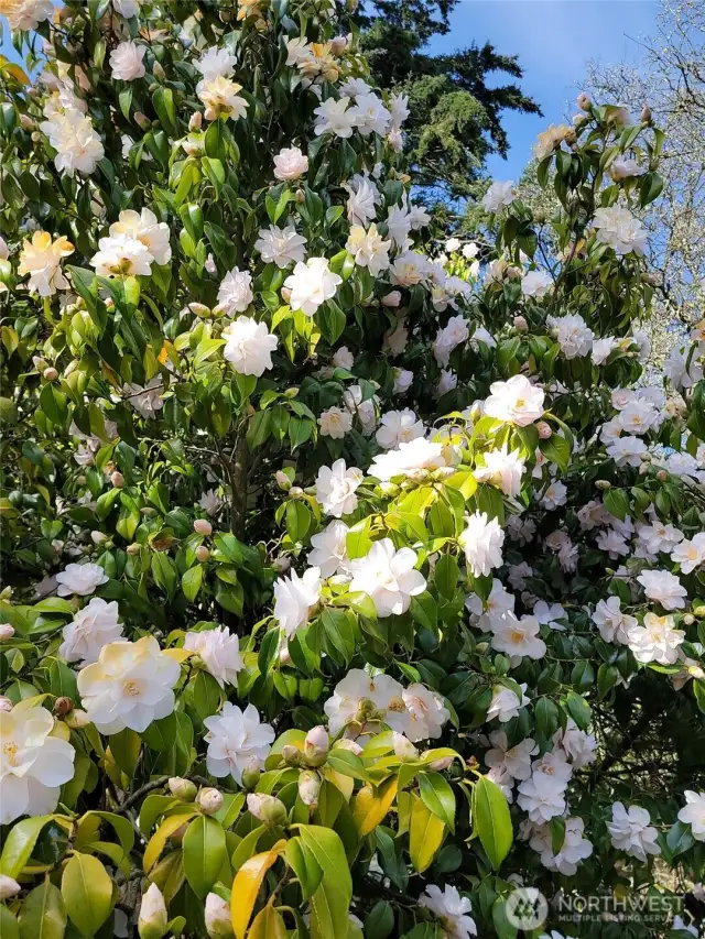 April blooming Camilla bush.