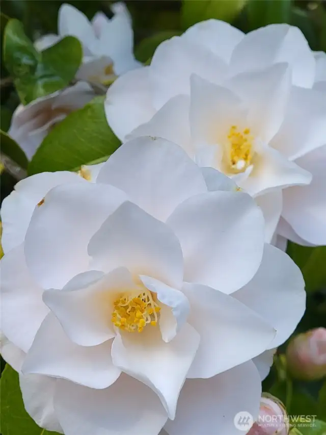 Pretty Camillia flowers from April.