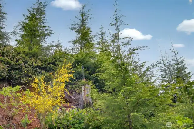 Trees