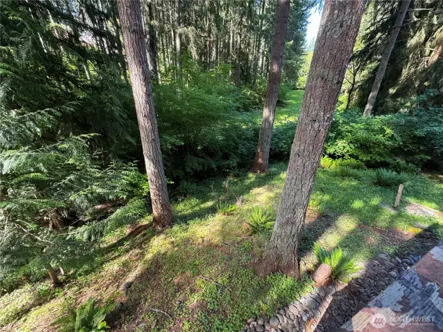 Back Yard View #2