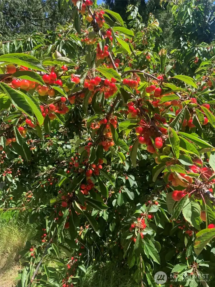 Enjoy fresh cherries from mature, high-producing trees on the property Enjoy fresh cherries from mature, high-producing trees on the property