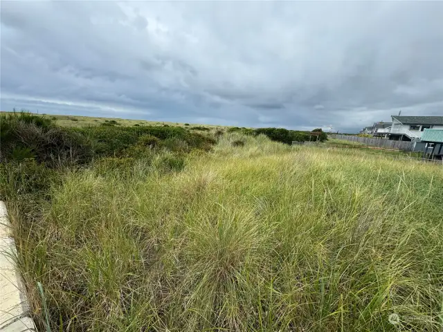 Dune Grasses