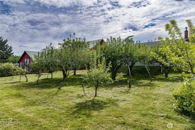 ORCHARD