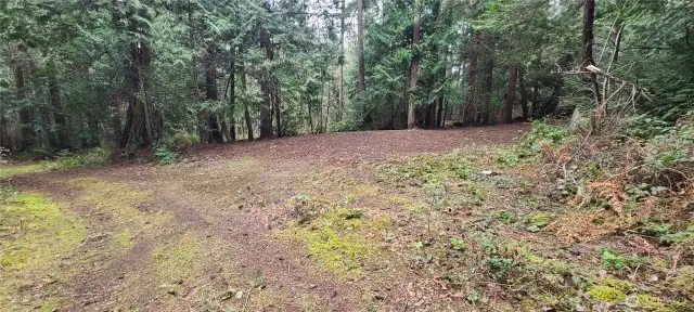 Cleared area