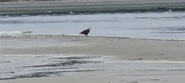 Eagle fishing at low tide